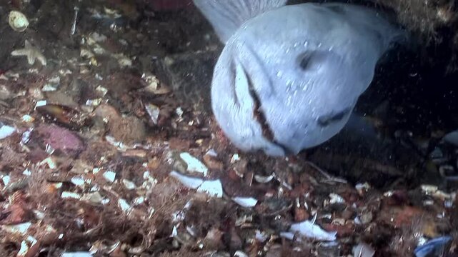 An Atlantic catfish, Anarhichas lupus, peers from its rocky den in the Atlantic. The sea wolf looks directly at the camera, offering a rare glimpse of its life on the seafloor.