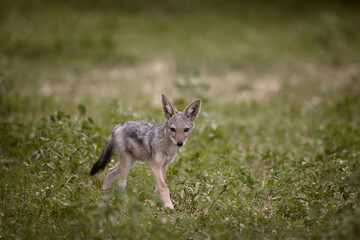 Curious Black-backed Jackal cub (Lupulella mesomelas) looking at camera in the grass, Botswana