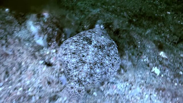 Observe a European Flounder, Platichthys flesus, perfectly blending with the sandy sea bottom. The flounder remains still, showcasing its remarkable camouflage ability during daylight hours.