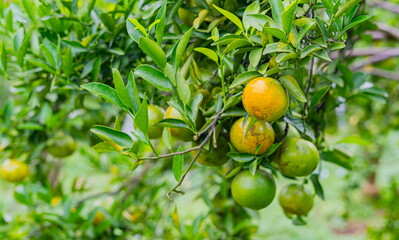orange tree with ripening fruit in an orange orchard.