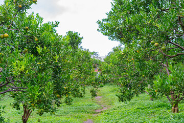 orange tree with ripening fruit in an orange orchard.