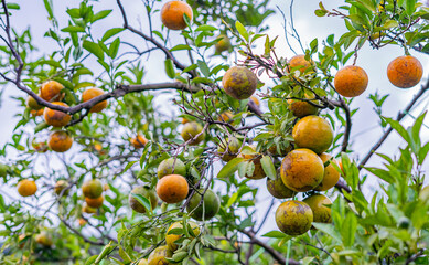 orange tree with ripening fruit in an orange orchard.