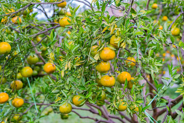 orange tree with ripening fruit in an orange orchard.