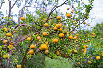 orange tree with ripening fruit in an orange orchard.