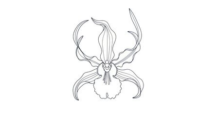 Fototapeta premium Detailed Line Drawing of an Octopus.