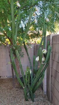 cactus wasserbillig #EC329 EXACT Trichocereus Hybrid Bridgesii Bertha X Scopulicola Cactus  Cuttings 8