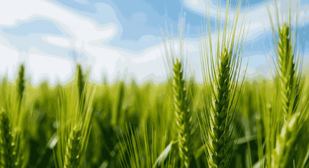 Fototapeta premium Lush green wheat field with mature ears swaying gently in the breeze under a bright blue sky with white clouds