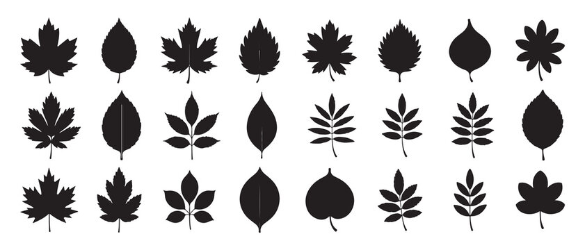 Dark silhouette leaf icons representing various tree species. vector illustration eps 10