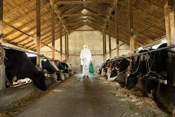 A person in a protective suit disinfects among cows within a spacious barn environment. © Dejan