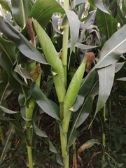 Obraz premium Young maize or corn crop developing in an organic agricultural farm.