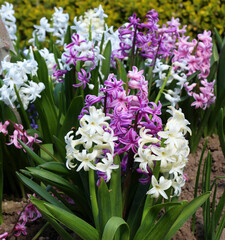 Fototapeta premium Hyacinths are blooming in the garden