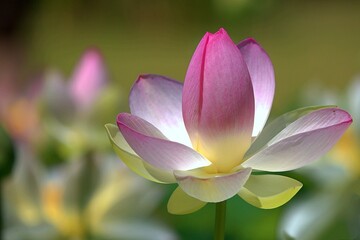 Delicate pink and white sacred lotus blossom blooming in a serene pond setting with soft bokeh background.