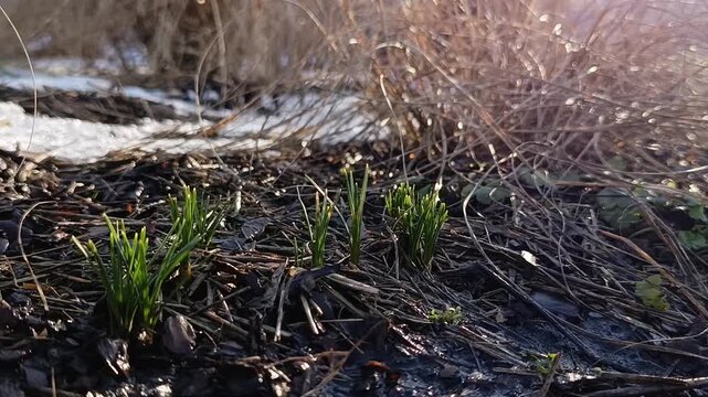 First spring flowers: Crocus sprouts reaching for the sun in garden