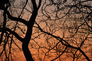 葉が落ちた冬の木々、美しい樹形のシルエット