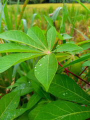 Fresh Cassava Leaf with Dew Drops in Tropical Farm &ndash; Manihot Esculenta Green Foliage Close Up