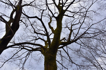 葉が落ちた冬の木々、美しい樹形のシルエット