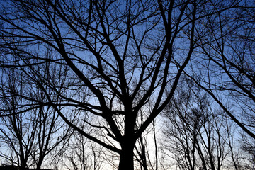 葉が落ちた冬の木々、美しい樹形のシルエット