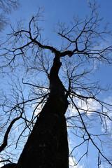 葉が落ちた冬の木々、美しい樹形のシルエット