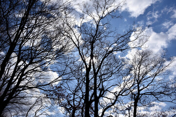 葉が落ちた冬の木々、美しい樹形のシルエット