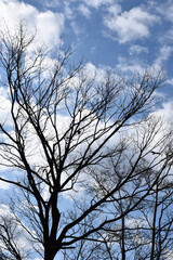 葉が落ちた冬の木々、美しい樹形のシルエット