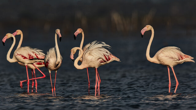 A  flock of Greater Flamingos (Phoenicopterus roseus) feeding in the shallow waters of a lagoon in Mannar, Sri Lanka