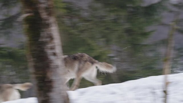 Pack of wolves in a snowy forest close-up footage