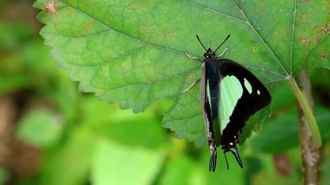 A closeup realtime wildlife video shows a freshly emerged common nawab butterfly resting on a green leaf and gently vibrating its wings before its first flight.