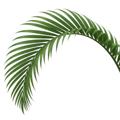 Obraz premium A green palm leaf against a white background isolated on transparent background, illustration