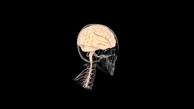 Human brain with transparent skull and nerves on a black background.