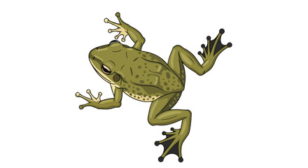 Fototapeta premium Cartoon green frog illustration with spotted skin and splayed legs captured in a dynamic pose against a white background