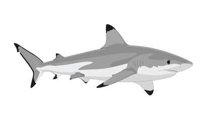 Fototapeta premium A stylized illustration of a sleek grey reef shark with dark tipped fins, depicted in profile against a pure white backdrop