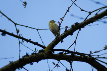 Fototapeta premium Eurasian Siskin (Spinus spinus) sitting on a tree branch in Zurich, Switzerland