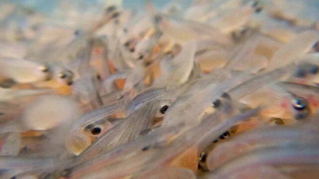 Junge Forellen nach dem Schlupf aus dem Ei mit Dottersack in der Fischzucht