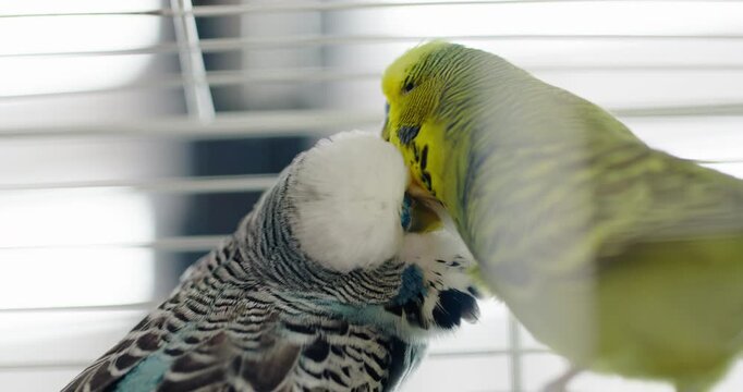 Two male budgerigar parrots gently grooming each other inside cage