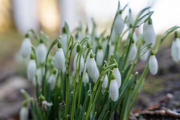 Fototapeta premium Snowdrops bloom in soft natural light against a blurred background. The scene conveys freshness and seasonal renewal.