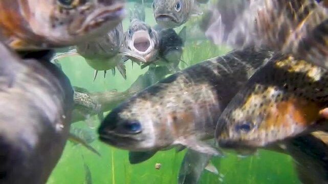 Regenbogenforellen schwimmen in einem Fischteich einer Fischzuchtanlage