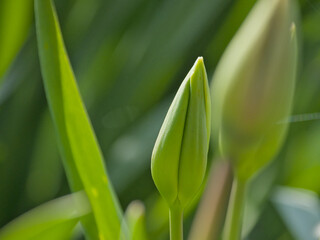 losed green bud of a tulip flower in the spring garden, selective focus with bokeh background - tulipa 