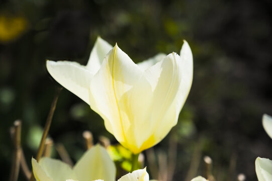  closeup of a sunny yellow tulip in the garden on a dark bokeh background, view from above - tulipa 