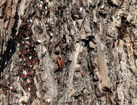 A large group of boxelder bugs clustered on rough tree bark.