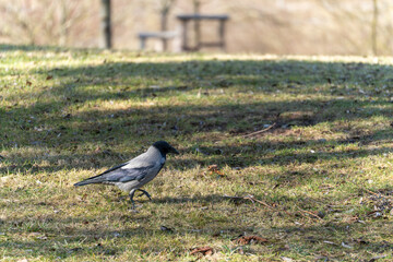 Obraz premium A hooded crow searches for food on a grassy field. The bird stands in soft sunlight with blurred benches in the background.