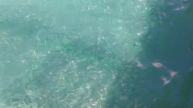 Fish swimming underwater n Biak-Papua