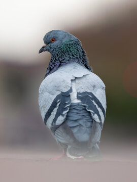 Un pigeon bizet au jardin des Tuileries de Paris