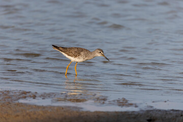 The lesser yellowlegs (Tringa flavipes), migrating bird to south on the shore of lake Michigan