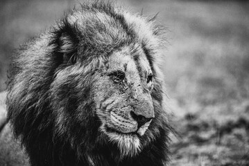 Löwe  im Kruger Nationalpark © Peter