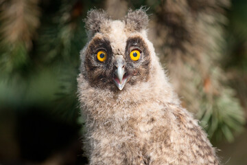 Naklejka premium great grey owl