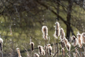 A close perspective shows cattails shedding fluffy seeds. Tiny fibers float through warm natural light.