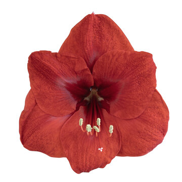 Fleur d'Amaryllis rouge