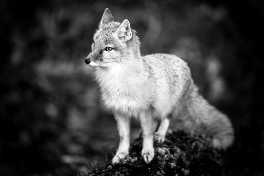 Fuchs