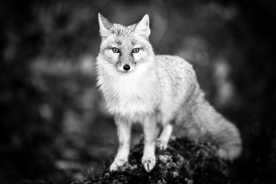 Fuchs
