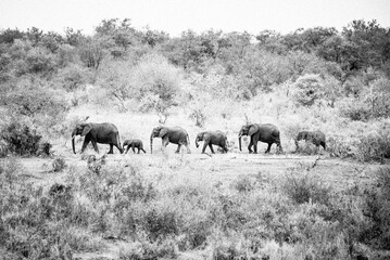 Elefanten im Kruger Nationalpark © Peter